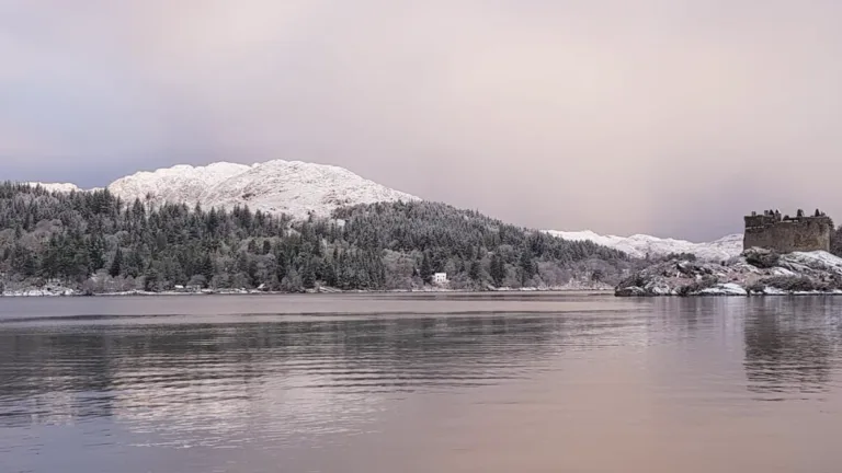 Birds on Eilean Shona in Winter