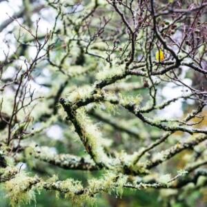 13 title lichen conservation woodland moss branch J Bedford copy