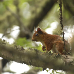 Conservation Wildlife Red Squirrel 01 G Lees copy