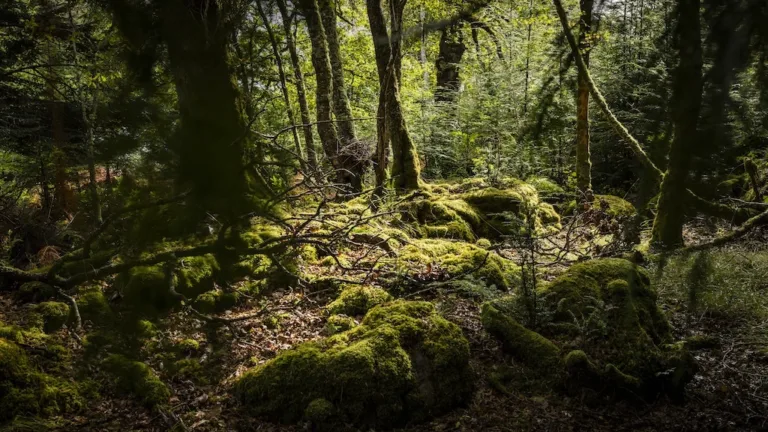Wilderness