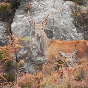 18 deer in bracken low res