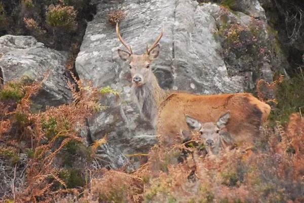 18 deer in bracken low res